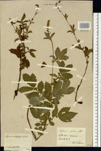 Agrimonia pilosa Ledeb., Siberia, Central Siberia (S3) (Russia)
