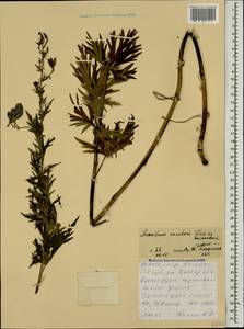 Aconitum variegatum subsp. nasutum (Fischer ex Rchb.) Götz, Caucasus, North Ossetia, Ingushetia & Chechnya (K1c) (Russia)