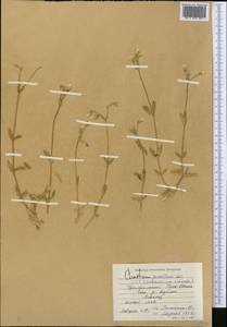 Cerastium pusillum Ser., Middle Asia, Northern & Central Tian Shan (M4) (Kyrgyzstan)