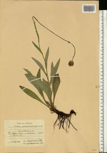 Cirsium pannonicum (L. fil.) Link, Eastern Europe, Central region (E4) (Russia)