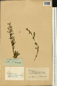 Oenothera biennis L., Eastern Europe, Belarus (E3a) (Belarus)