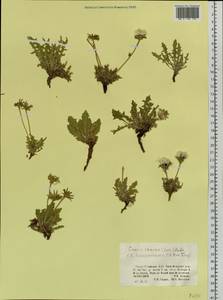 Crepis crocea (Lam.) Babc., Siberia, Altai & Sayany Mountains (S2) (Russia)