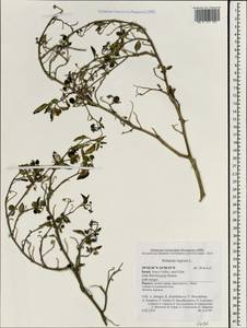 Solanum nigrum L., South Asia, South Asia (Asia outside ex-Soviet states and Mongolia) (ASIA) (Israel)