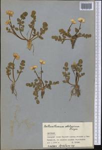Callianthemum alatavicum Freyn, Middle Asia, Northern & Central Tian Shan (M4) (Kyrgyzstan)