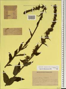 Asyneuma campanuloides (M.Bieb. ex Sims) Bornm., Caucasus, Krasnodar Krai & Adygea (K1a) (Russia)