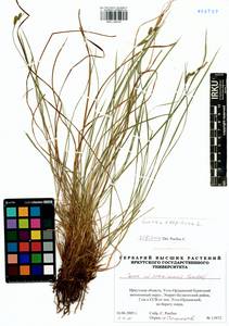 Carex erawinensis Korotky, Siberia, Baikal & Transbaikal region (S4) (Russia)