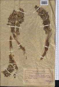 Lagochilus platycalyx Schrenk ex Fisch. & C.A.Mey., Middle Asia, Western Tian Shan & Karatau (M3) (Kazakhstan)