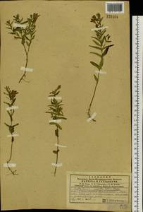 Scutellaria scordifolia Fisch. ex Schrank, Siberia, Central Siberia (S3) (Russia)