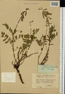 Hedysarum hedysaroides (L.)Schinz & Thell., Eastern Europe, Eastern region (E10) (Russia)