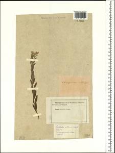 Galatella villosa (L.) Rchb. fil., Siberia (no precise locality) (S0) (Russia)