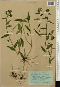 Pedicularis resupinata L., Siberia, Altai & Sayany Mountains (S2) (Russia)