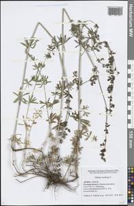 Galium mollugo L., Eastern Europe, Central region (E4) (Russia)