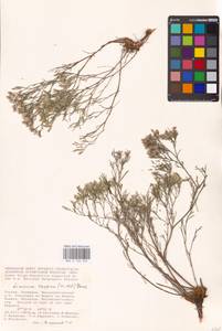 Limonium caspium (Willd.) Gams, Eastern Europe, Lower Volga region (E9) (Russia)