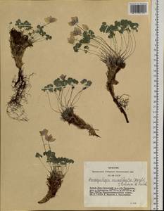 Paraquilegia microphylla (Royle) J. Drumm. & Hutch., Siberia, Altai & Sayany Mountains (S2) (Russia)