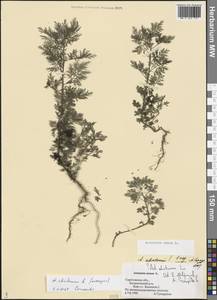 Artemisia annua L., Eastern Europe, Lower Volga region (E9) (Russia)