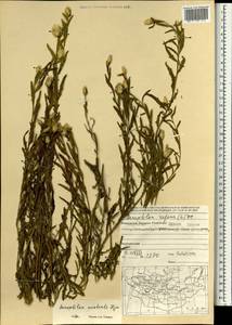 Rhaponticum repens (L.) Hidalgo, Mongolia (MONG) (Mongolia)