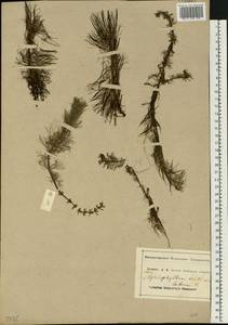 Myriophyllum verticillatum L., Eastern Europe, Central forest-and-steppe region (E6) (Russia)