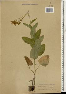 Caucasalia parviflora (M. Bieb.) B. Nord., Caucasus, Stavropol Krai, Karachay-Cherkessia & Kabardino-Balkaria (K1b) (Russia)