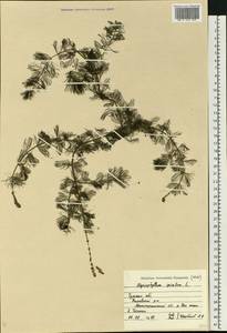 Myriophyllum spicatum L., Eastern Europe, Central region (E4) (Russia)