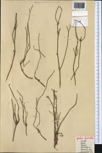 Ephedra distachya L., Western Europe (EUR) (Greece)