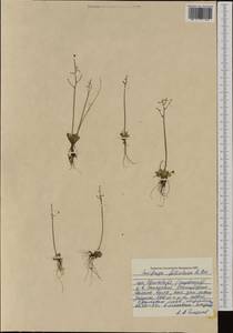 Micranthes foliolosa (R. Br.) Gornall, Western Europe (EUR) (Svalbard and Jan Mayen)