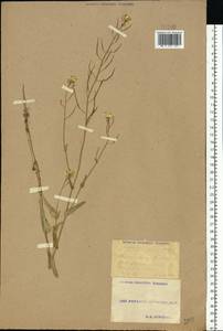 Brassica rapa subsp. oleifera (DC.) Metzg., Eastern Europe, South Ukrainian region (E12) (Ukraine)