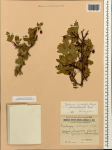 Crataegus praemonticola Holub, Caucasus, Georgia (K4) (Georgia)