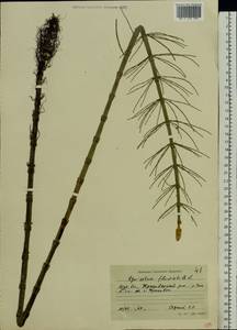 Equisetum fluviatile L., Eastern Europe, Central region (E4) (Russia)