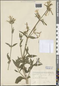 Saponaria officinalis L., Eastern Europe, Moscow region (E4a) (Russia)