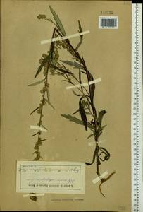 Artemisia integrifolia L., Siberia, Baikal & Transbaikal region (S4) (Russia)