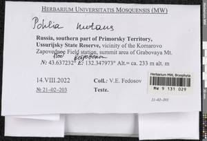 Pohlia nutans (Hedw.) Lindb., Bryophytes, Bryophytes - Russian Far East (excl. Chukotka & Kamchatka) (B20) (Russia)