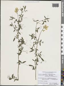 Lathyrus pratensis L., Eastern Europe, Central forest-and-steppe region (E6) (Russia)