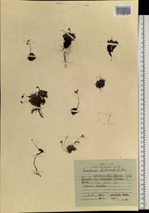 Saxifraga cherlerioides D. Don, Siberia, Chukotka & Kamchatka (S7) (Russia)