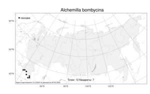 Alchemilla bombycina Rothm., Atlas of the Russian Flora (FLORUS) (Russia)