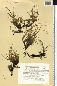 Carex bigelowii subsp. arctisibirica (Jurtzev) Á.Löve & D.Löve, Eastern Europe, Eastern region (E10) (Russia)