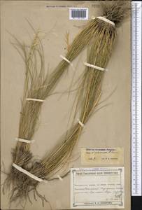 Stipa kirghisorum P.A.Smirn., Middle Asia, Muyunkumy, Balkhash & Betpak-Dala (M9) (Kazakhstan)