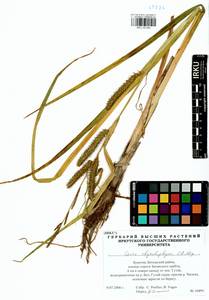 Carex utriculata Boott, Siberia, Baikal & Transbaikal region (S4) (Russia)