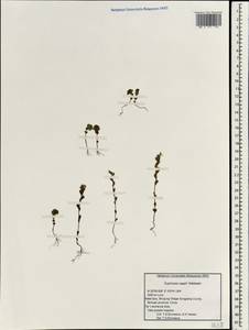 Euphrasia regelii Wettst., South Asia, South Asia (Asia outside ex-Soviet states and Mongolia) (ASIA) (China)