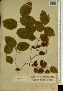 Behnia reticulata (Thunb.) Didr., Africa (AFR) (South Africa)