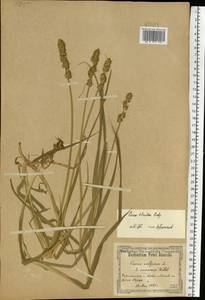 Carex otrubae Podp., Eastern Europe, North Ukrainian region (E11) (Ukraine)