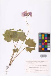 Primula jesoana Miq., South Asia, South Asia (Asia outside ex-Soviet states and Mongolia) (ASIA) (Japan)