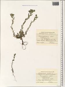 Buglossoides arvensis, Caucasus, Black Sea Shore (from Novorossiysk to Adler) (K3) (Russia)
