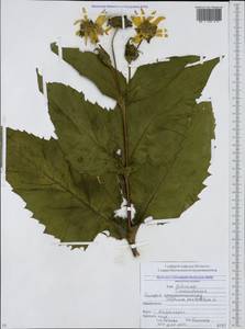 Silphium perfoliatum L., Caucasus, North Ossetia, Ingushetia & Chechnya (K1c) (Russia)