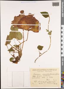 Brunnera macrophylla (Adams) I. M. Johnst., Caucasus, Georgia (K4) (Georgia)