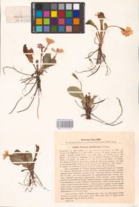 Primula vulgaris subsp. rubra (Sm.) Arcang., Caucasus, Georgia (K4) (Georgia)