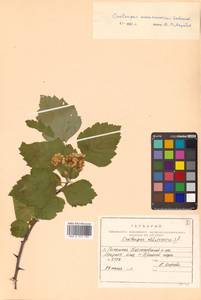 Crataegus maximowiczii C. K. Schneid., Siberia, Russian Far East (S6) (Russia)