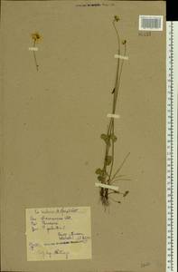 Parnassia palustris L., Eastern Europe, Belarus (E3a) (Belarus)