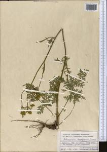 Aulacospermum tianschanicum (Korovin) C. Norman, Middle Asia, Western Tian Shan & Karatau (M3) (Uzbekistan)
