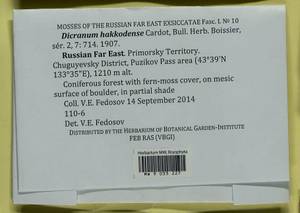 Dicranum viride var. hakkodense (Cardot) Takaki, Bryophytes, Bryophytes - Russian Far East (excl. Chukotka & Kamchatka) (B20) (Russia)