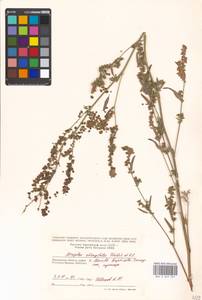 Atriplex oblongifolia Waldst. & Kit., Eastern Europe, Moscow region (E4a) (Russia)